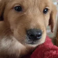 Goldador female, a female Goldador for sale in Forest Lake, MN – Photo 3 of 3