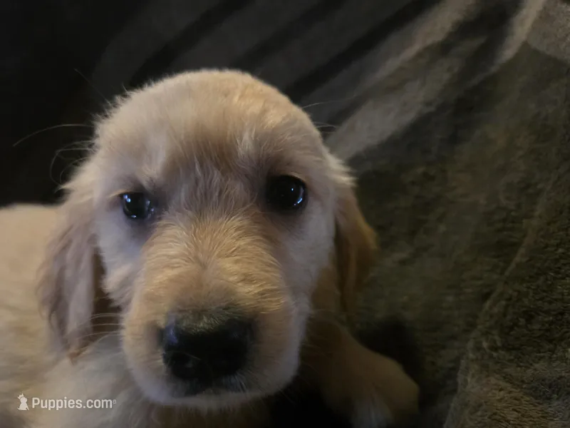 Sadie Male – Golden Retriever puppy for sale in Forest Lake, MN