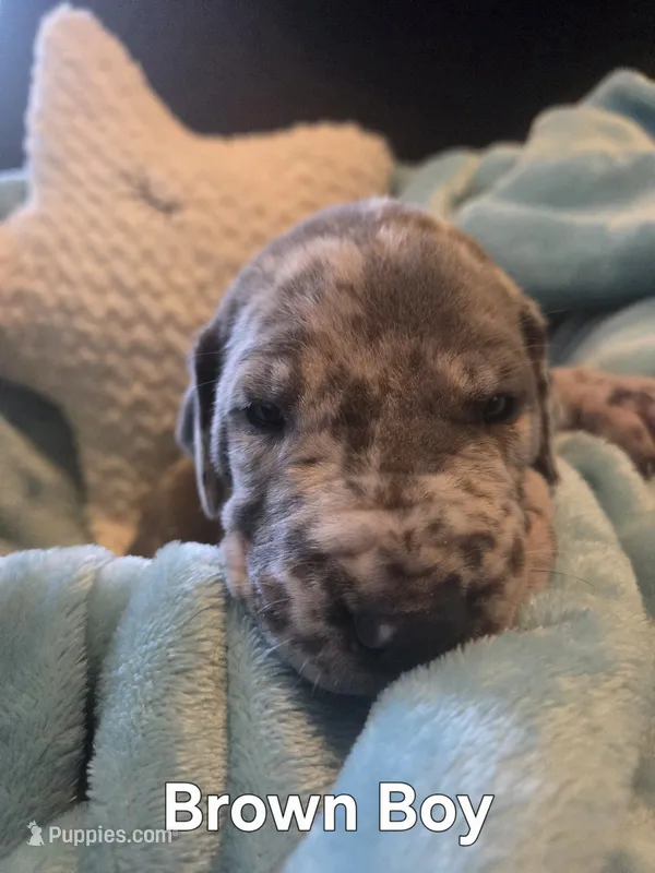 Galaxy Brown Boy – Great Dane puppy for sale in Forest Lake, MN