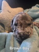 Galaxy Brown Boy, a male Great Dane for sale in Forest Lake, MN – 1 of 1