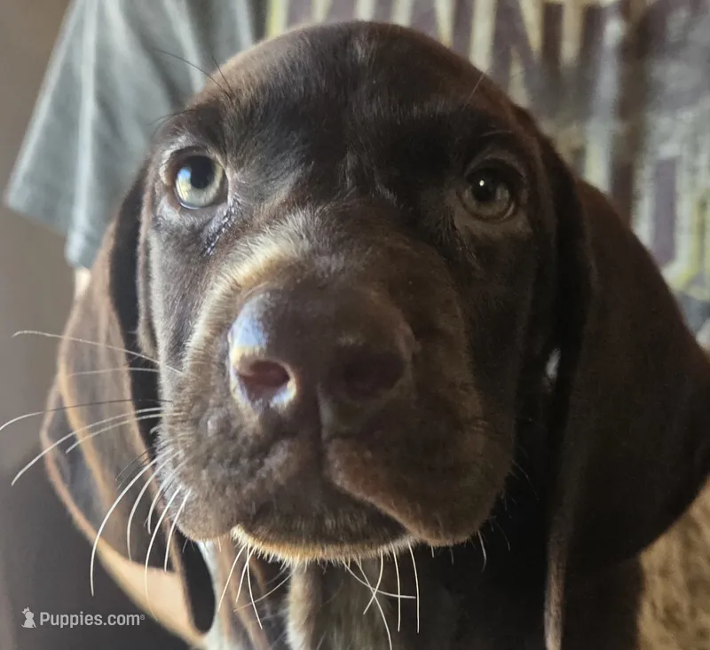Female Vega – German Shorthaired Pointer puppy for sale in Forest Lake, MN