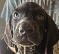 Female Vega, a male German Shorthaired Pointer for sale in Forest Lake, MN – 1 of 1