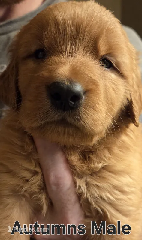 Autumns male  – Golden Retriever puppy for sale in Forest Lake, MN