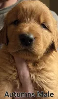 Autumns male , a male Golden Retriever for sale in Forest Lake, MN – 1 of 1