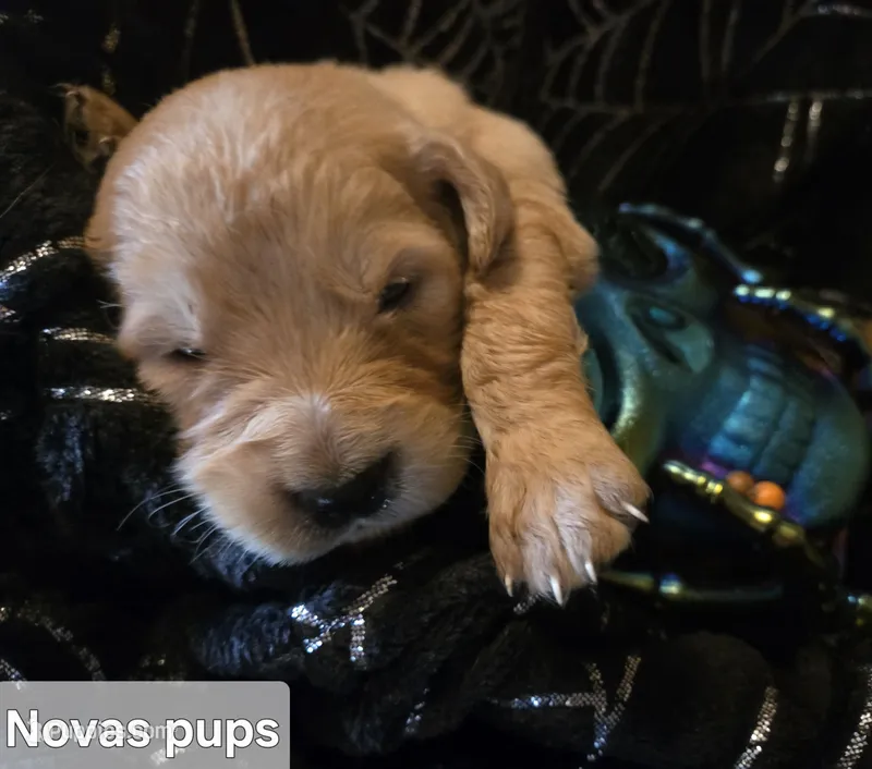Nova 2nd pick male – Golden Retriever puppy for sale in Forest Lake, MN