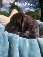 Lyra Blue Boy , a female German Shorthaired Pointer for sale in Forest Lake, MN – 3 of 3