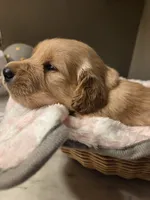 Aurora's 3rd pick female , a female Golden Retriever for sale in Forest Lake, MN – 2 of 3