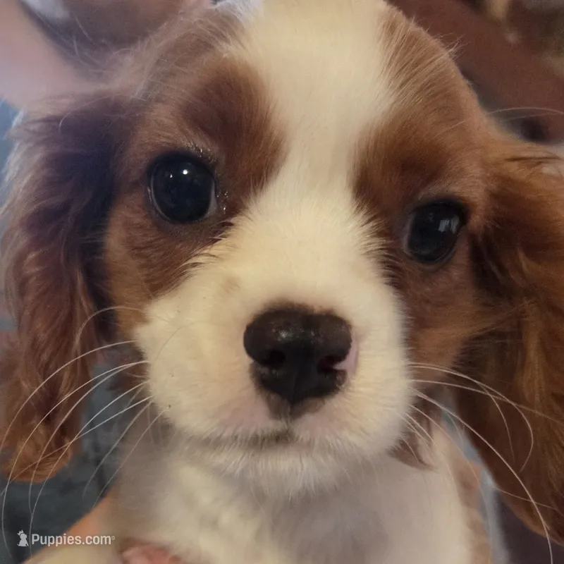 Clovers Red boy – Cavalier King Charles Spaniel puppy for sale in Forest Lake, MN