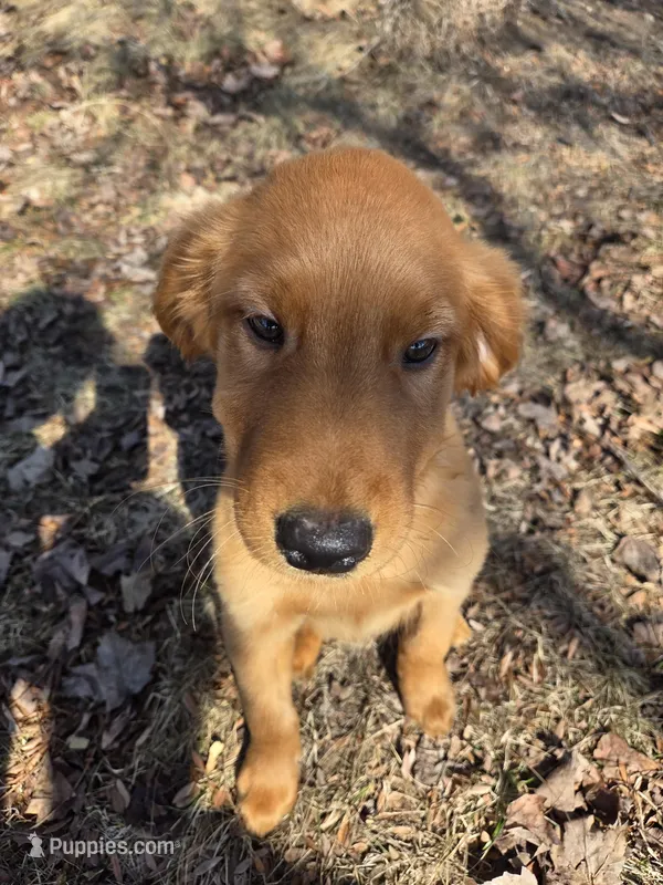 Luna Male – Golden Retriever puppy on hold in Forest Lake, MN