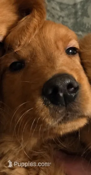 Halleys Male – Golden Retriever puppy for sale in Forest Lake, MN