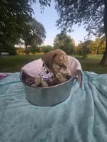 Galaxy Pink Girl, a female Great Dane for sale in Forest Lake, MN – 4 of 7