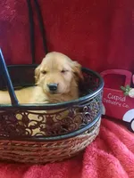 Sadie Female, a female Golden Retriever for sale in Forest Lake, MN – Photo 3 of 3