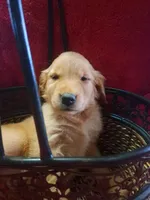 Sadie Female, a female Golden Retriever for sale in Forest Lake, MN – Photo 2 of 3