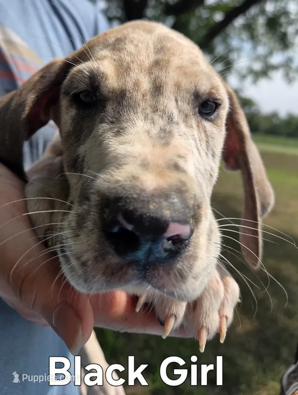 Galaxy Pink Girl – Great Dane puppy for sale in Forest Lake, MN