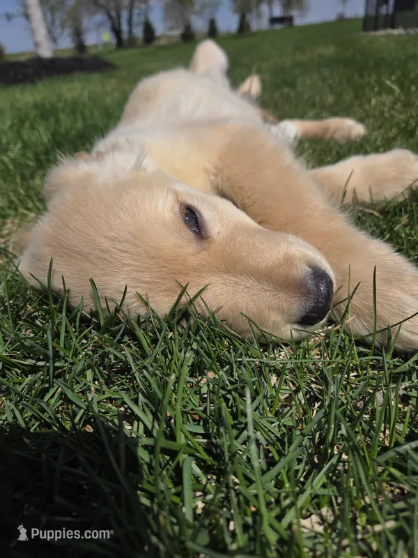 Ella's Boy, a male Golden Retriever for sale in Forest Lake, MN – Photo 1 of 2