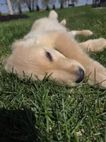 Ella's Boy, a male Golden Retriever for sale in Forest Lake, MN – Photo 1 of 2