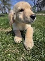 Ella's Boy, a male Golden Retriever for sale in Forest Lake, MN – Photo 2 of 2