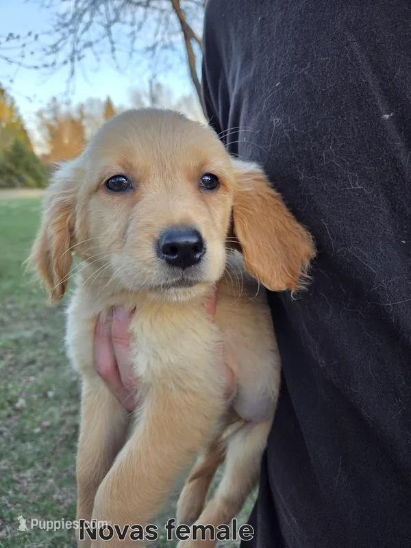 Novas female  – Golden Retriever puppy for sale in Forest Lake, MN