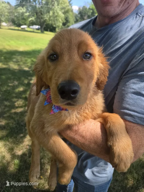 Autumns female – Golden Retriever puppy for sale in Forest Lake, MN