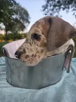 Galaxy Pink Girl, a female Great Dane for sale in Forest Lake, MN – 3 of 7