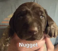 Nugget , a male German Shorthaired Pointer for sale in Forest Lake, MN – 2 of 2