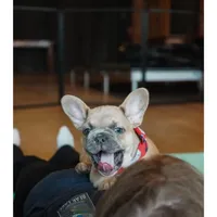 Beau, a male French Bulldog for sale in Forest Lake, MN – Photo 1 of 2