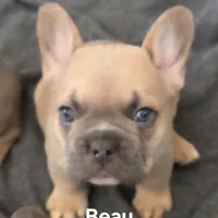 Beau, a male French Bulldog for sale in Forest Lake, MN – Photo 2 of 2