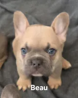 Beau, a male French Bulldog for sale in Forest Lake, MN – Photo 2 of 2