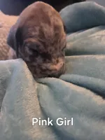 Galaxy Pink Girl, a female Great Dane for sale in Forest Lake, MN – 2 of 3