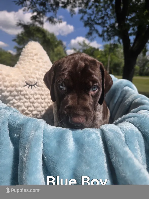 Lyra Blue Boy  – German Shorthaired Pointer puppy for sale in Forest Lake, MN