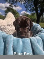 Lyra Blue Boy , a female German Shorthaired Pointer for sale in Forest Lake, MN – 1 of 3