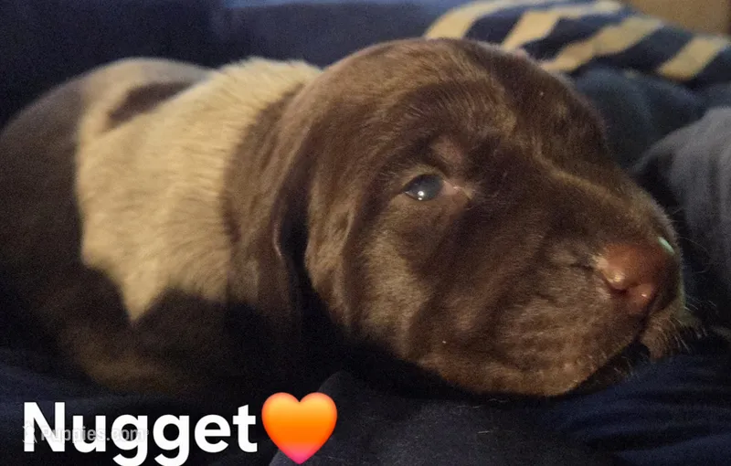 Nugget  – German Shorthaired Pointer puppy for sale in Forest Lake, MN
