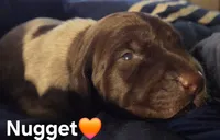 Nugget , a male German Shorthaired Pointer for sale in Forest Lake, MN – 1 of 2