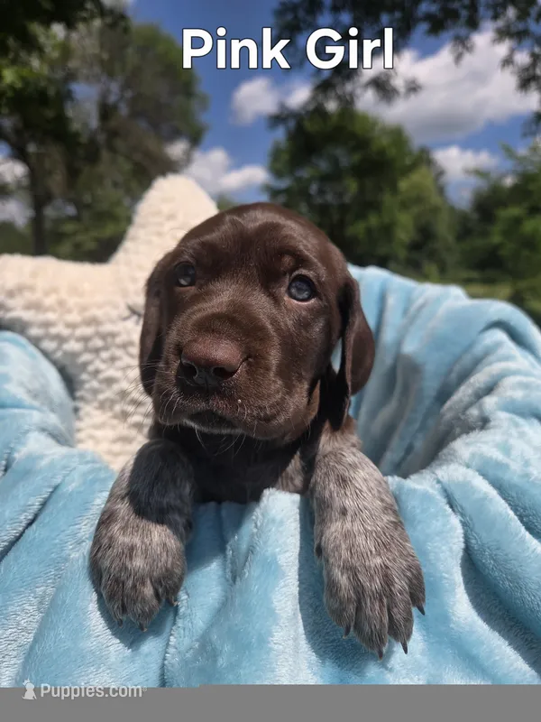Lyra Pink Female  – German Shorthaired Pointer puppy for sale in Forest Lake, MN