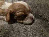 Oliver, a male Cavalier King Charles Spaniel for sale in Forest Lake, MN – Photo 3 of 4