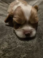 Oliver, a male Cavalier King Charles Spaniel for sale in Forest Lake, MN – Photo 4 of 4