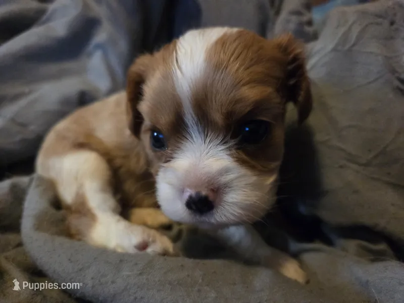 Oliver – Cavalier King Charles Spaniel puppy for sale in Forest Lake, MN