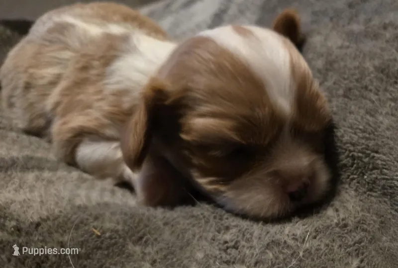 Oliver, a male Cavalier King Charles Spaniel for sale in Forest Lake, MN – Photo 1 of 4