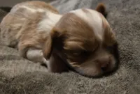 Oliver, a male Cavalier King Charles Spaniel for sale in Forest Lake, MN – Photo 1 of 4