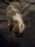 Oliver, a male Cavalier King Charles Spaniel for sale in Forest Lake, MN – Photo 2 of 4