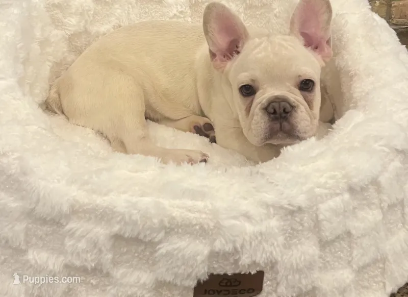 Cash – French Bulldog puppy for sale in Forest Lake, MN