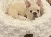 Cash, a male French Bulldog for sale in Forest Lake, MN – 1 of 1