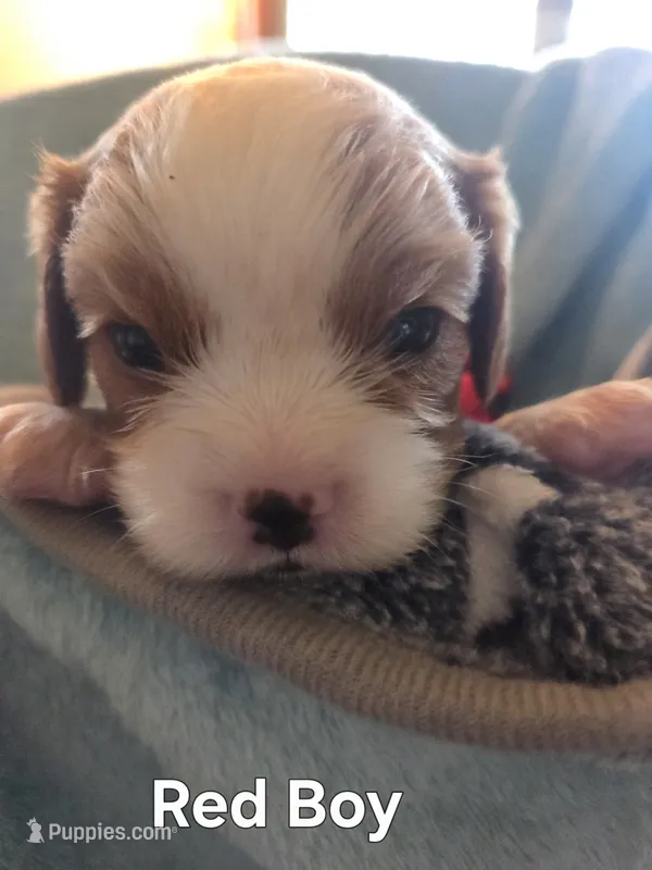 Clovers Red boy – Cavalier King Charles Spaniel puppy for sale in Forest Lake, MN