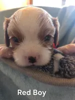 Clovers Red boy, a male Cavalier King Charles Spaniel for sale in Forest Lake, MN – 1 of 1