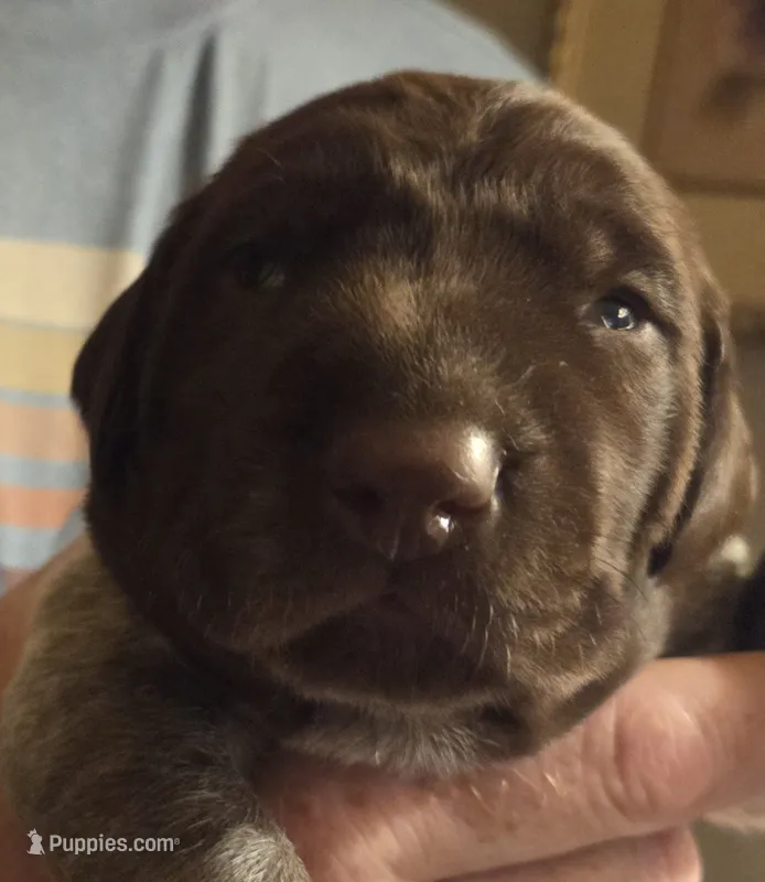 Nala – German Shorthaired Pointer puppy for sale in Forest Lake, MN