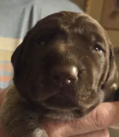 Nala, a female German Shorthaired Pointer for sale in Forest Lake, MN – 1 of 1