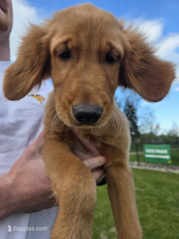 Sadies Male – Golden Retriever puppy for sale in Forest Lake, MN