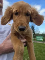 Sadies Male, a male Golden Retriever for sale in Forest Lake, MN – 1 of 1