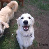 Novas boy, a male Golden Retriever for sale in Forest Lake, MN – Photo 3 of 3