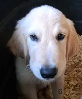 Novas boy, a male Golden Retriever for sale in Forest Lake, MN – Photo 1 of 3